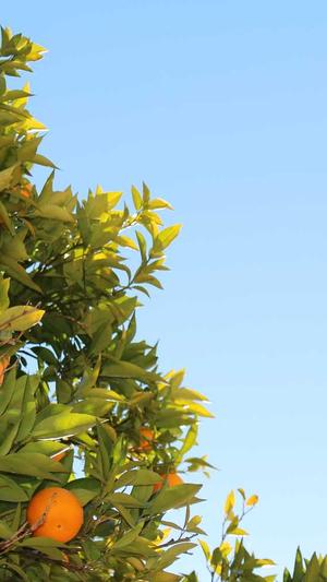 seo优排名工具截图3