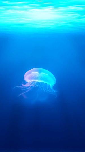 上海seo工具优化截图4