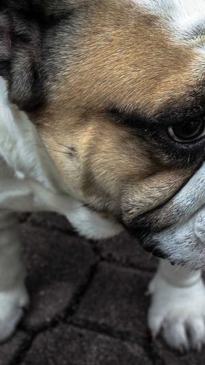 爱站seo工具包截图5