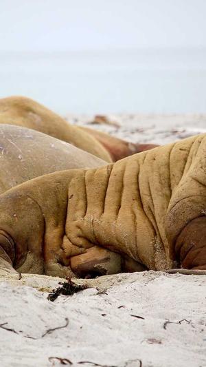 网站建设优化方案截图2