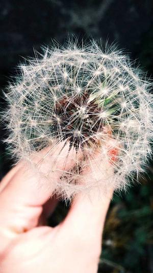 泛目录寄生虫站群截图2