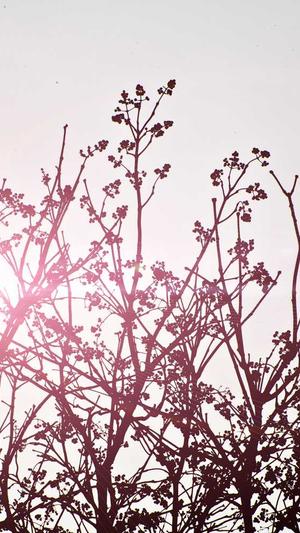 蜘蛛池程序的智能ai分站系统截图2