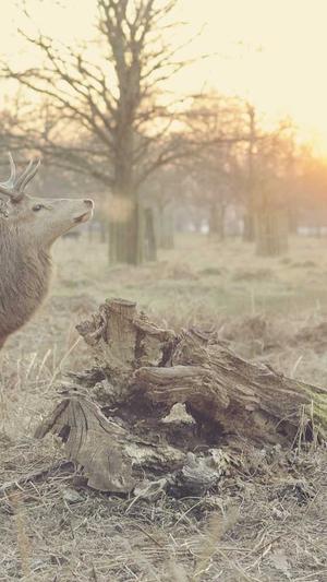 蜘蛛池软件推广渠道截图1